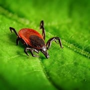 Chronic Lyme Disease