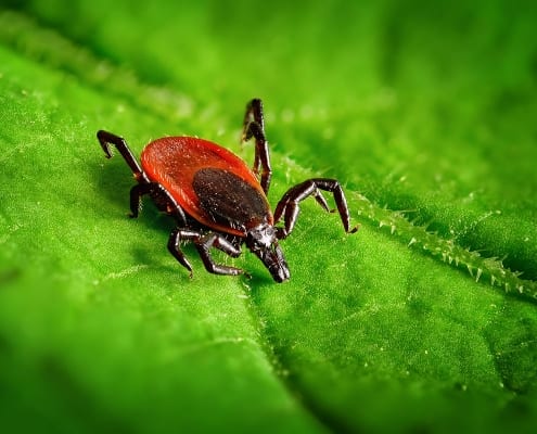 Chronic Lyme Disease