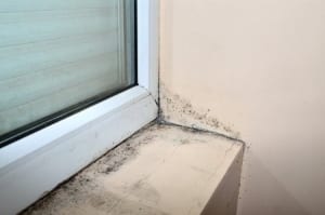 black mold 