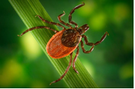 ticks are carriers of lyme disease