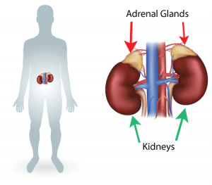 Adrenal Hold