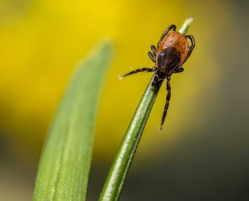 save your tick