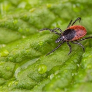 save your tick save your tick