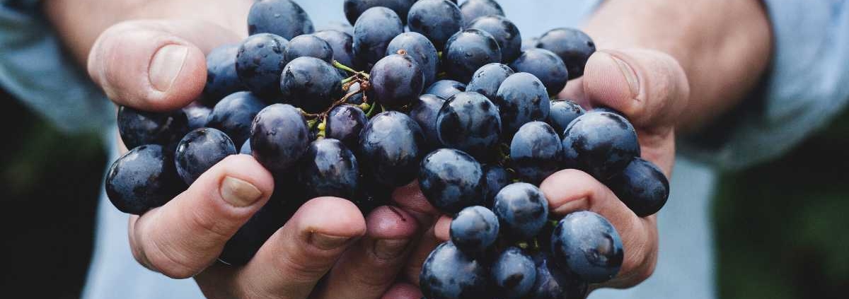 Brain Boosting Properties of Resveratrol