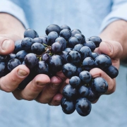 Brain Boosting Properties of Resveratrol