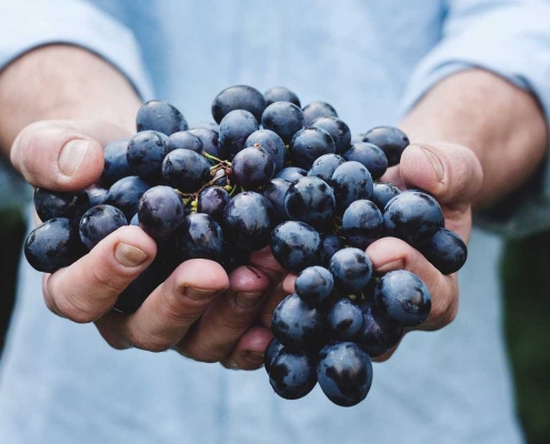 Brain Boosting Properties of Resveratrol