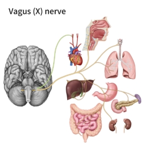 Vagus nerve and the organs it affects.